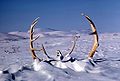 Caribou antlers in the snow