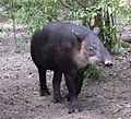 Tapir o Danta (Tapirus bairdii)