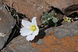 Cerastium lithospermifolium.