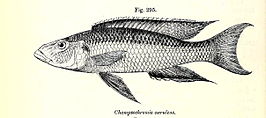 Champsochromis caeruleus