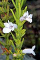 Chloanthes parviflora