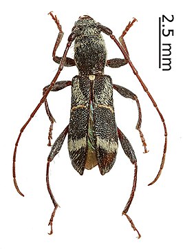 Cleroclytus semirufus