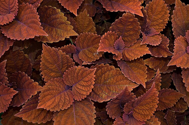 Колеус Блюме (Coleus blumei)