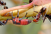 A meat ant tending a common leafhopper nymph Common jassid nymph and ant02.jpg