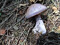 !Cortinarius traganus!