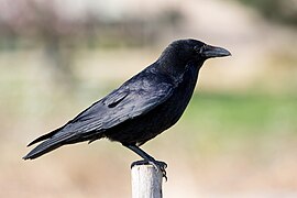 Corvus corone