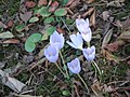 Crocus kotschyanus