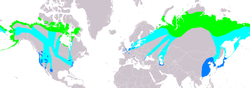 Distribución de Cygnus columbianus. La subespecie columbianus correspondería a las poblaciones norteamericanas.