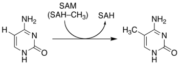 Methylierung von Cytosin zu 5-Methylcytosin