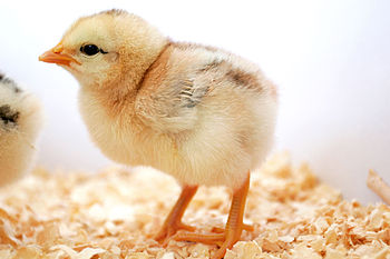 Day old chick