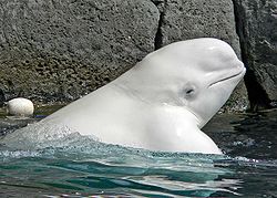 Baleine blanche dans BALEINE 250px-Delphinapterus_leucas_head_3