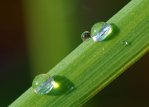 Dews on grass