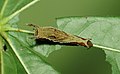 fifth instar caterpillar