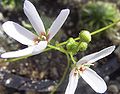 Drosera closterostigma ծաղիկը