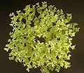 A maturité, Euphorbia peplus perd ses feuilles, les cyathophylles les supplantant, remplacent celles-ci comme siège de la photosynthèse.