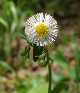 Erigeron annuus