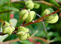 Plody hroznovce (Exochorda x macrantha)