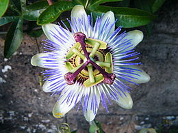 Kék golgotavirág virága