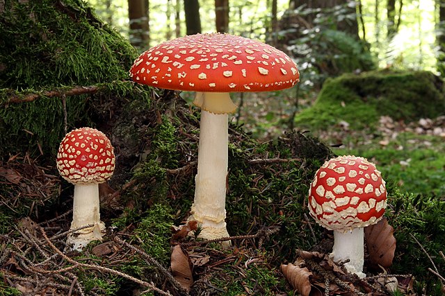 Печурка Amanita muscaria.