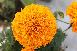 शिवपुरी नागार्जुन राष्ट्रिय निकुञ्जमी रियाको फूल उद्यान