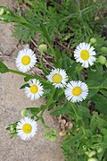 Unknown Fleabane