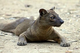 Fossa (Cryptoprocta ferox)