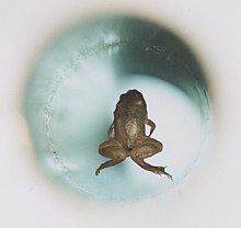 A live frog levitates inside a 32 mm diameter vertical bore of a Bitter solenoid in a very strong magnetic field--about 16 teslas Frog diamagnetic levitation.jpg