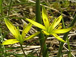 Miniatura per Gagea pratensis