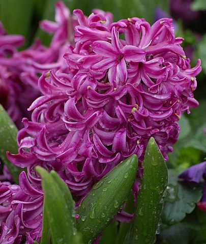 تصاویر گل سنبل