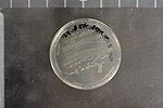 Miniatura para Bacillus stearothermophilus