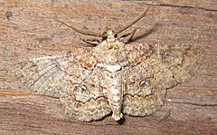 Description de l'image Geometridae-Cleora acaciaria-male-10.jpg.