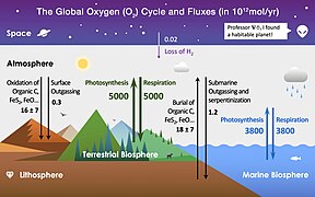 Oxygen cycle