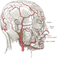 Arterie della faccia e del cuoio capelluto.