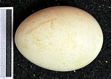 Brudnobiałe jajo, z niewielkimi brunatnymi przebarwieniami o nieregularnym kształcie. Po lewej – skala miarowa.Widok z góry na leżące jajo.