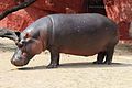 Flusspferd (Hippopotamus amphibius)