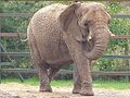 Afrikai elefánt (Howletts Wild Animal Park, Kent, Anglia)