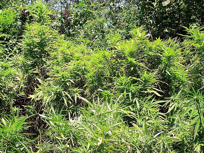 http://upload.wikimedia.org/wikipedia/commons/thumb/7/7b/Illegal_cannabis_field_before_burning.jpg/800px-Illegal_cannabis_field_before_burning.jpg