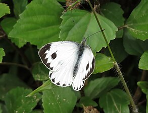 Dorsal view