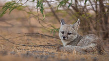 Indian Fox at Little Rann of Kutch.jpg