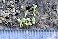 Newly emerged Kalimeris indica seedlings in early spring