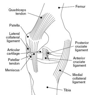 English: Medial view of the knee showing anato...