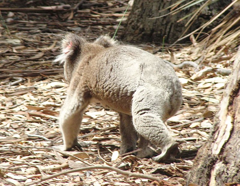 File:Koala Walking Kangaroo Island.jpg