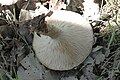 Lactarius Spec. - 
 Lindsey 1b.jpg