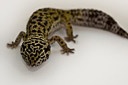 Leopardigekko (Eublepharis macularius)