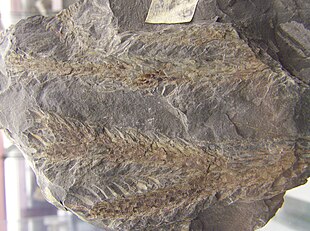 Fossilt aftryk af Lepidodendron lycopodioides