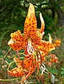 Lilium humboldtii