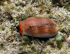 Porcelaine Isabelle (Luria isabella)