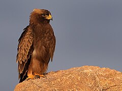 Photographie d'un aigle au repos, posé sur un rocher.