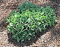 Sedum spectabile