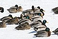 Mallards in the snow. Kingston, Ontario, Canada. 10 March 2008.